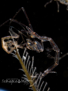 Skeleton Shrimp - Full Frame
Oly EM-1 with 60mm plus Nau... by Jan Morton 